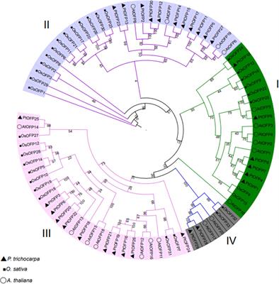 Identification, Expression, and Interaction Analysis of Ovate Family Proteins in Populus trichocarpa Reveals a Role of PtOFP1 Regulating Drought Stress Response